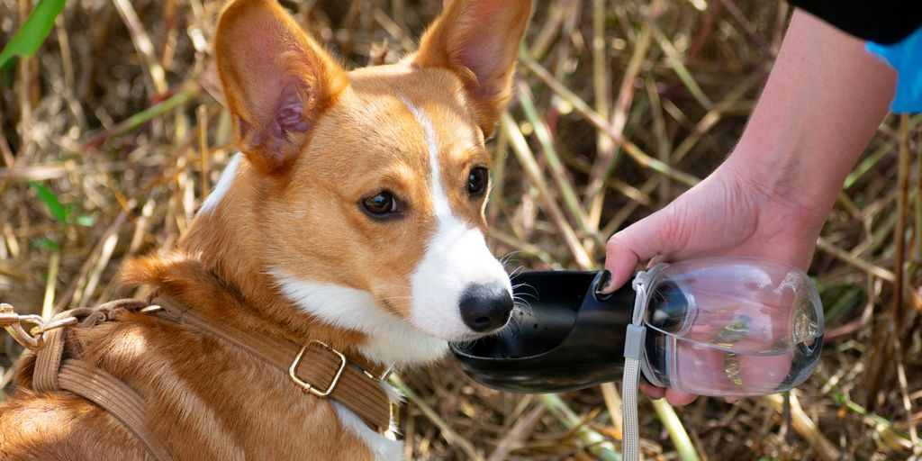 a corgi dog drinking out of a water bottle