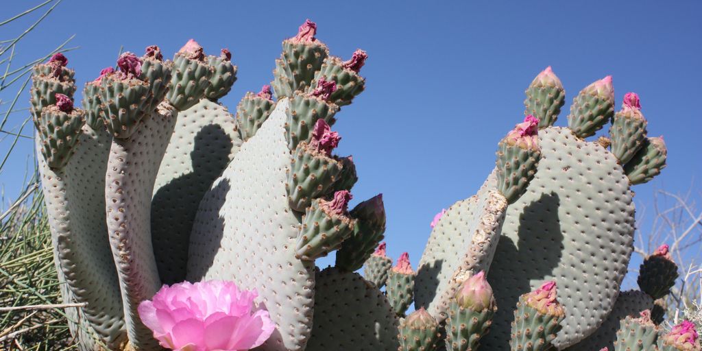 A large cactus with a pink flower in the middle of it