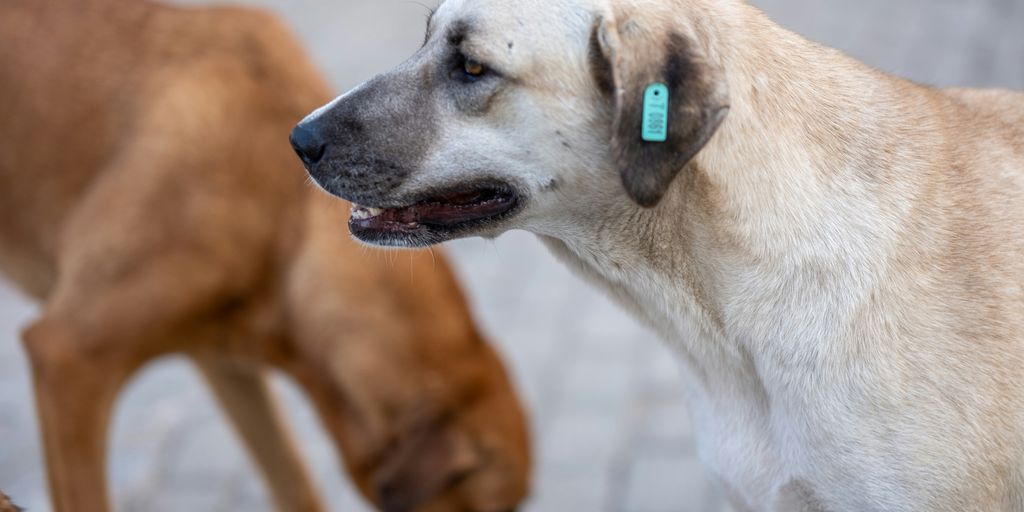 two dogs standing next to each other on a sidewalk
