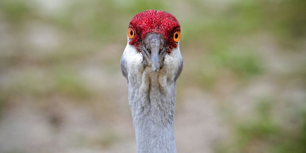 white and red bird in close up photography