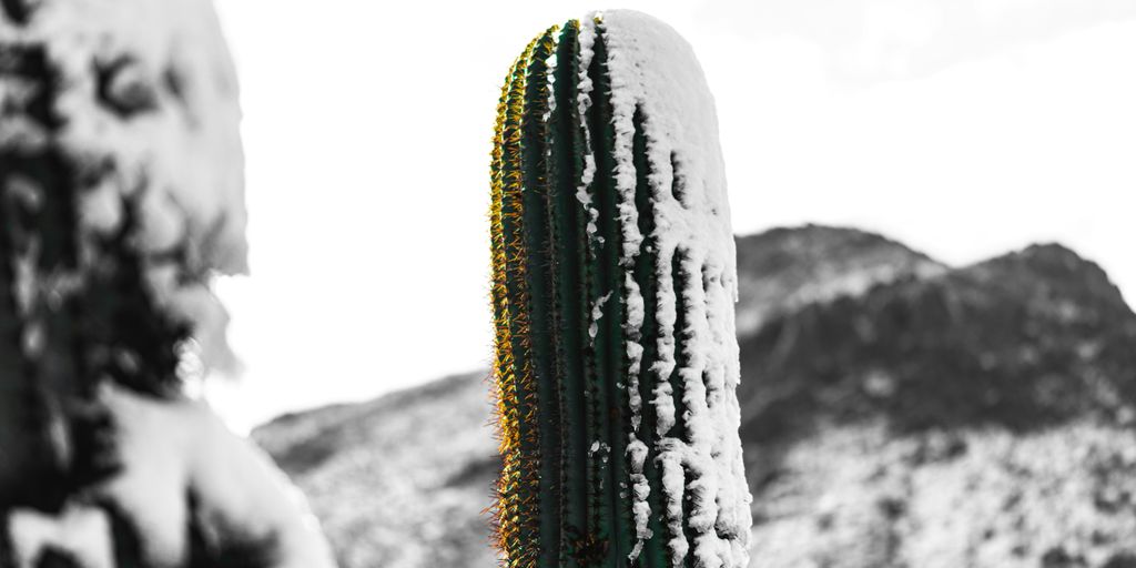 a cactus covered in snow next to a mountain