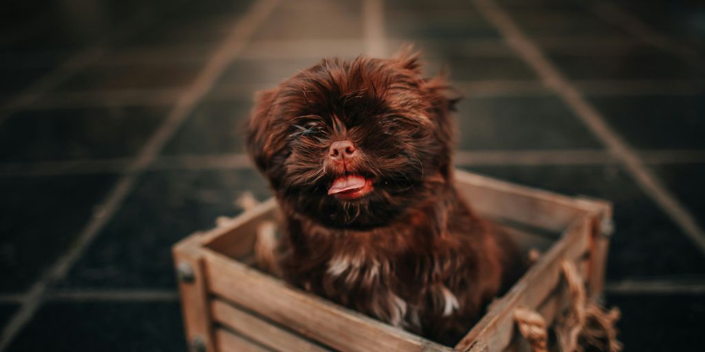 black and brown long coated small dog on brown wooden crate