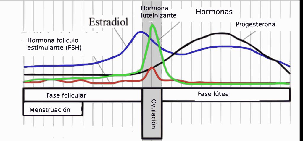A Guide to Checking Your Estrogen Levels