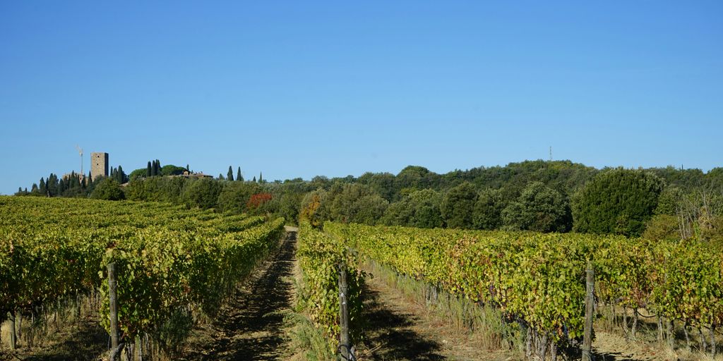 a field of vines with a castle in the background