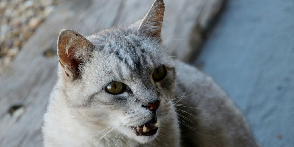 white and gray cat on brown wooden surface