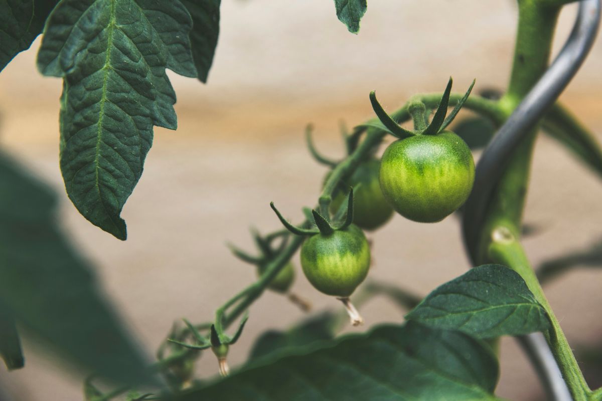 The Global Garden: JADAM's Worldwide Cultivation