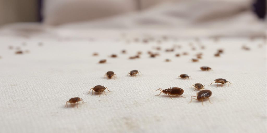 Ploșnițe pe o saltea, infestare vizibilă.