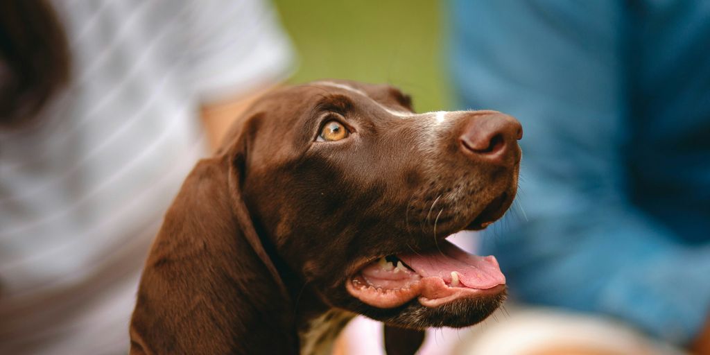 brown and white short coated dog