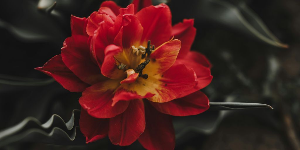a bee on a red flower