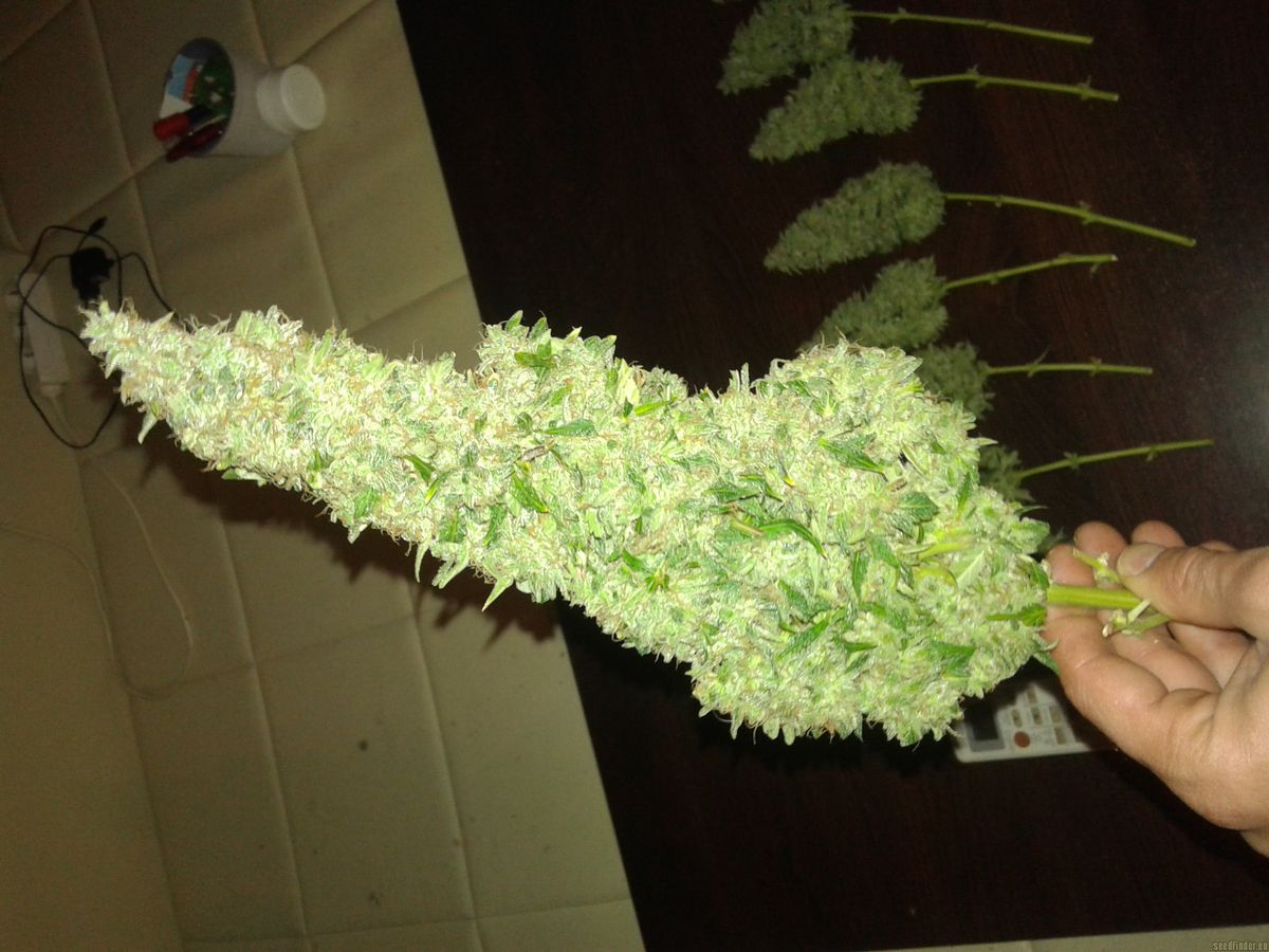 Zukunft des Cannabisanbaus in Abtswind