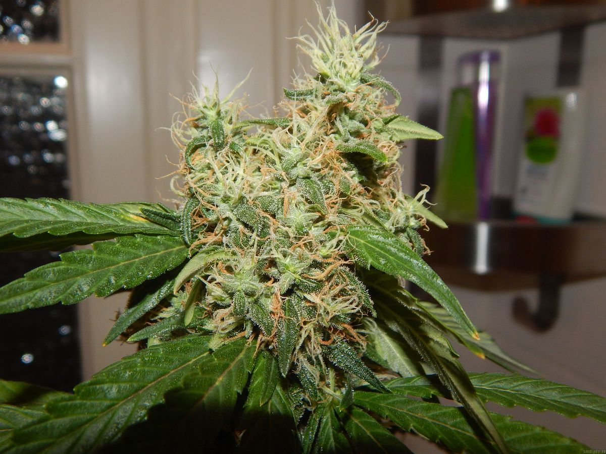 Grundlagen des Cannabissamenkaufs in Achtelsbach