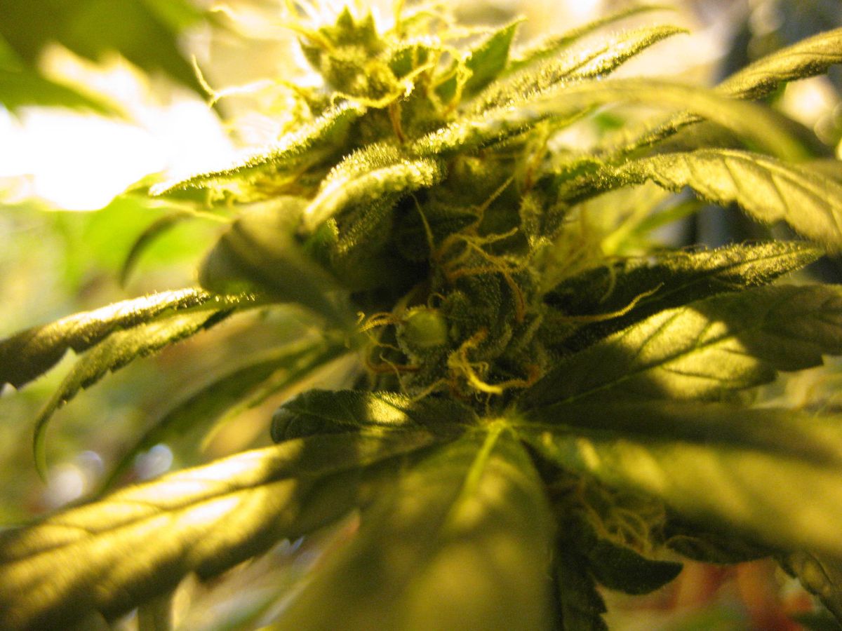 Die verschiedenen Arten von Cannabissamen
