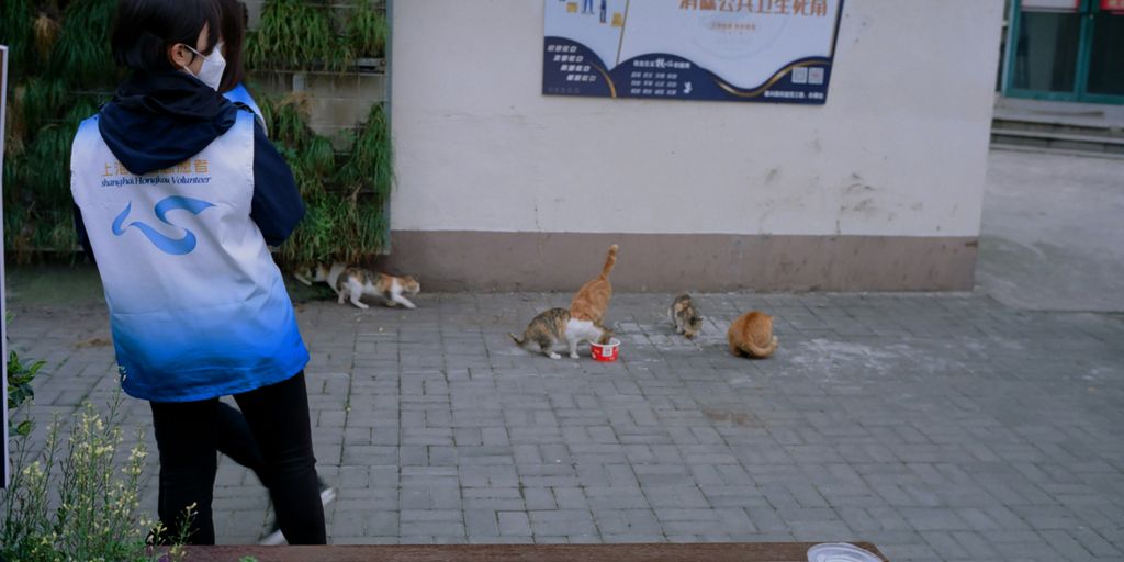 a woman wearing a face mask walking past a bunch of cats