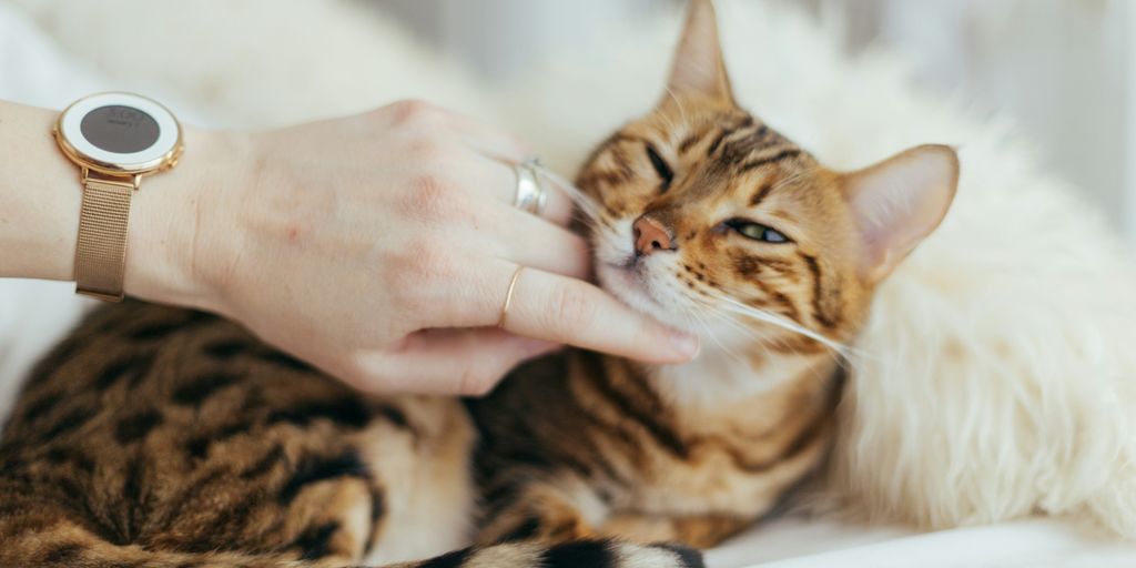 person holding brown cat on white textile