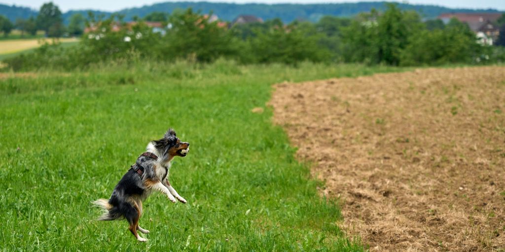 a dog jumping in the air to catch a frisbee