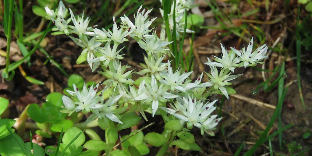 stonecrop in a low-maintenance garden