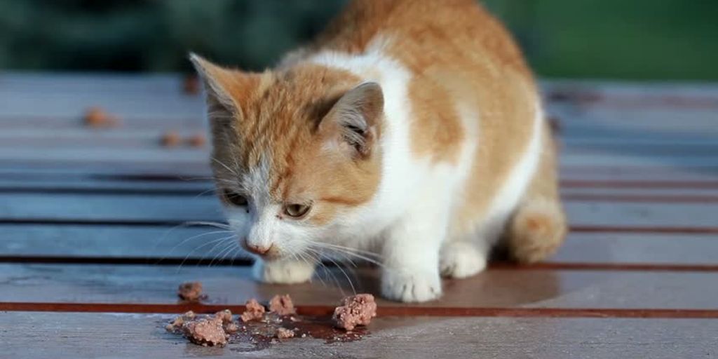 cat eating at night in a cozy home setting