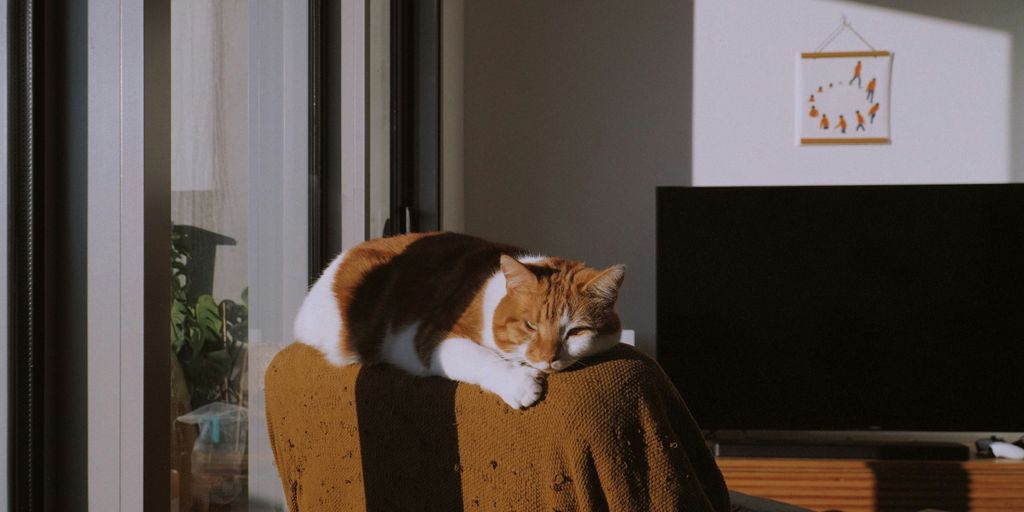 a cat sitting on a chair