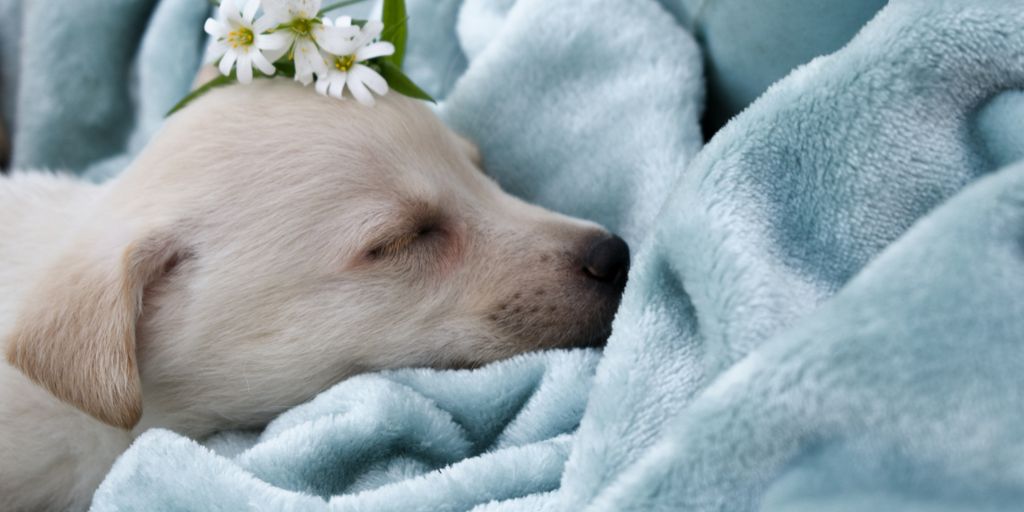 white short coated dog on white textile