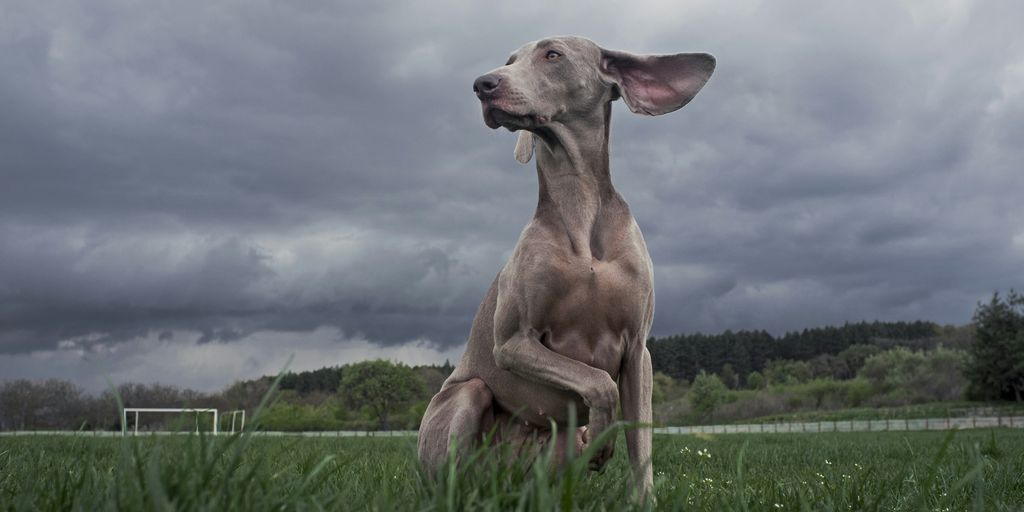 a dog sitting in the grass with a cloudy sky in the background