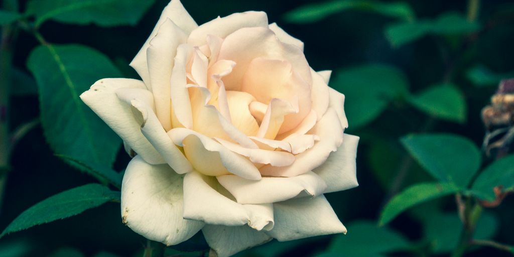 white rose in bloom during daytime