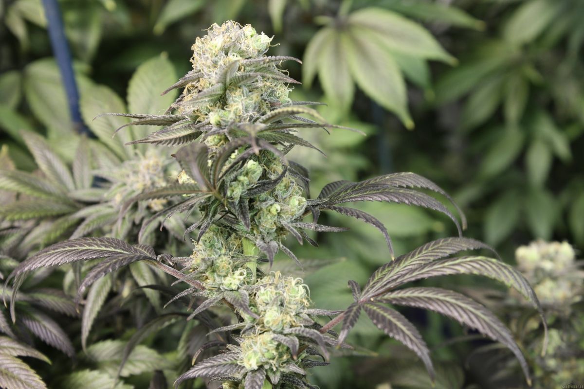 Zukunft des Cannabisanbaus in Abtsdorf