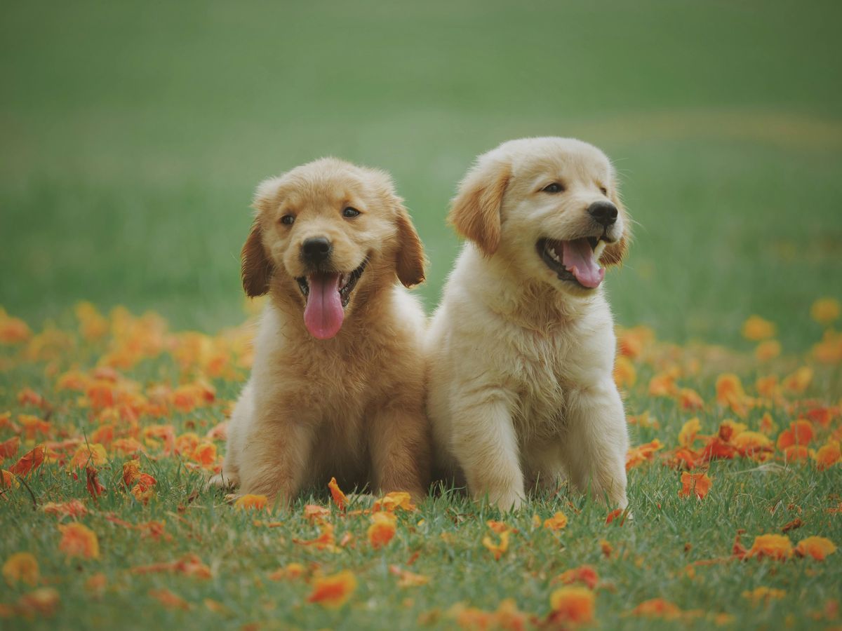 Understanding the Unique Traits of the Labrador Retriever: A Guide for ...