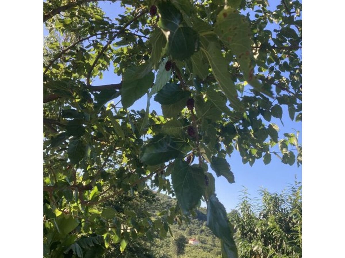 white mulberry tree