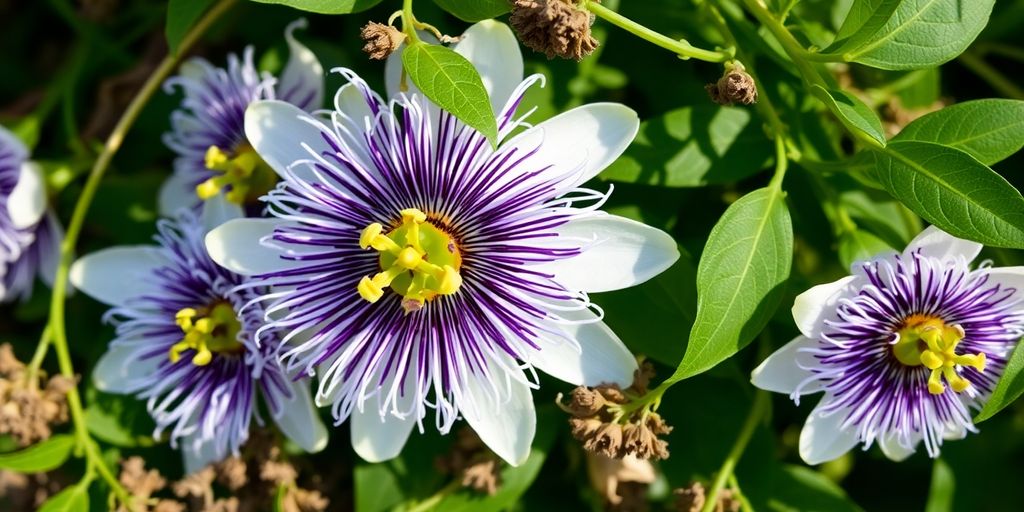 Dried passionflower herbs and blooms.