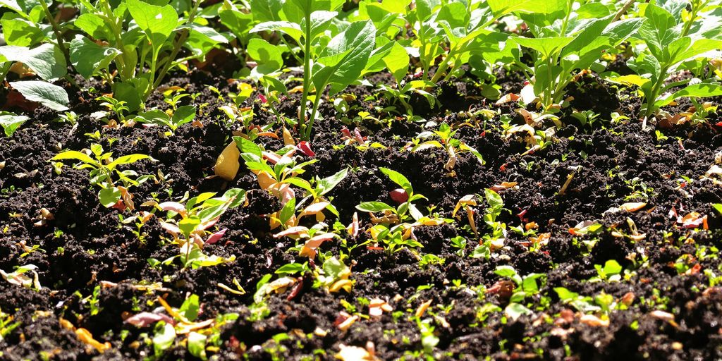 Rich soil with organic matter in a vibrant garden bed.