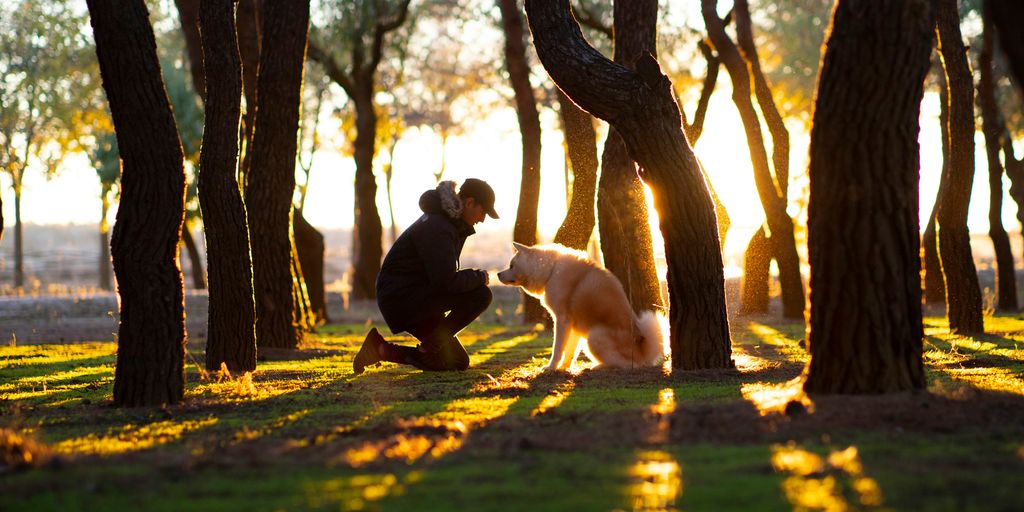 man in front of brown dog in woods