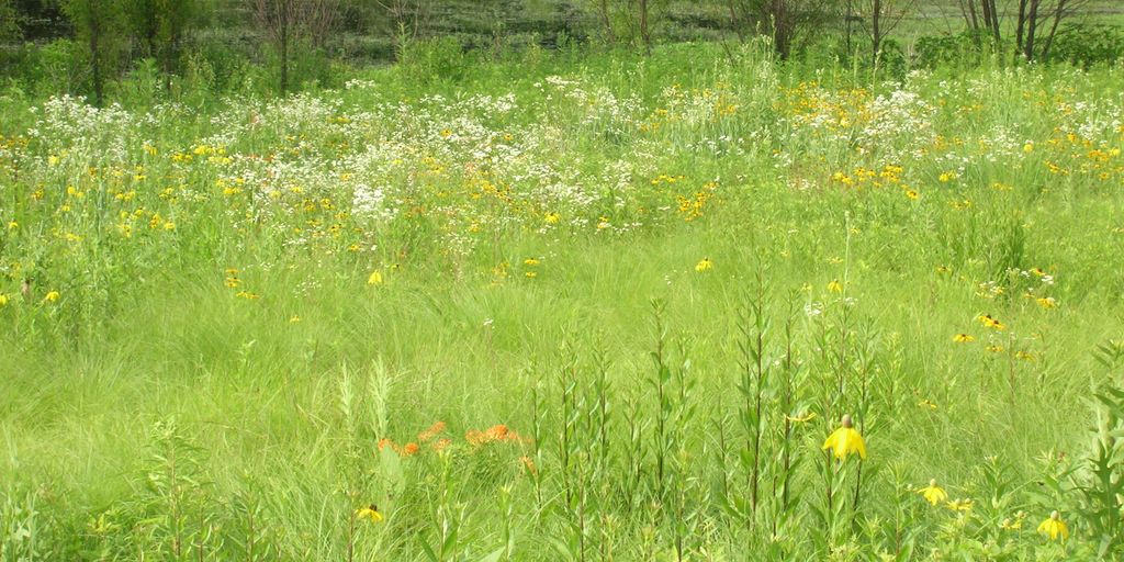 butterfly garden with budget-friendly plants and practices