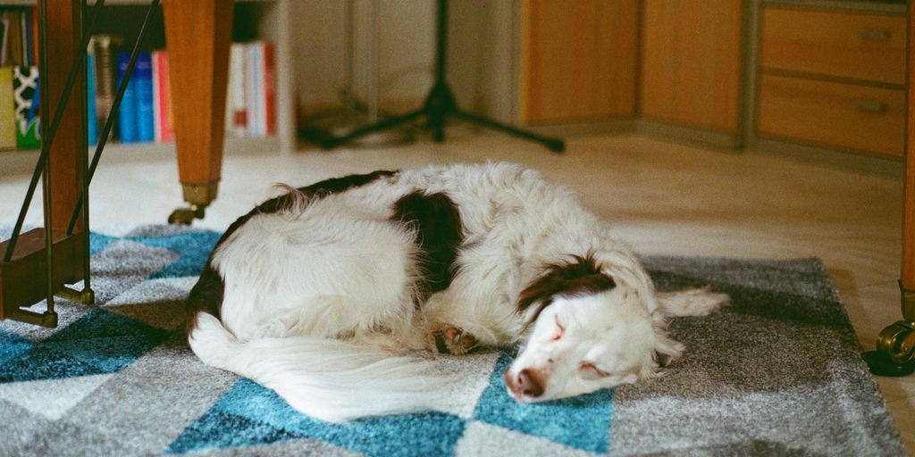 white long coated dog lying on blue and white textile