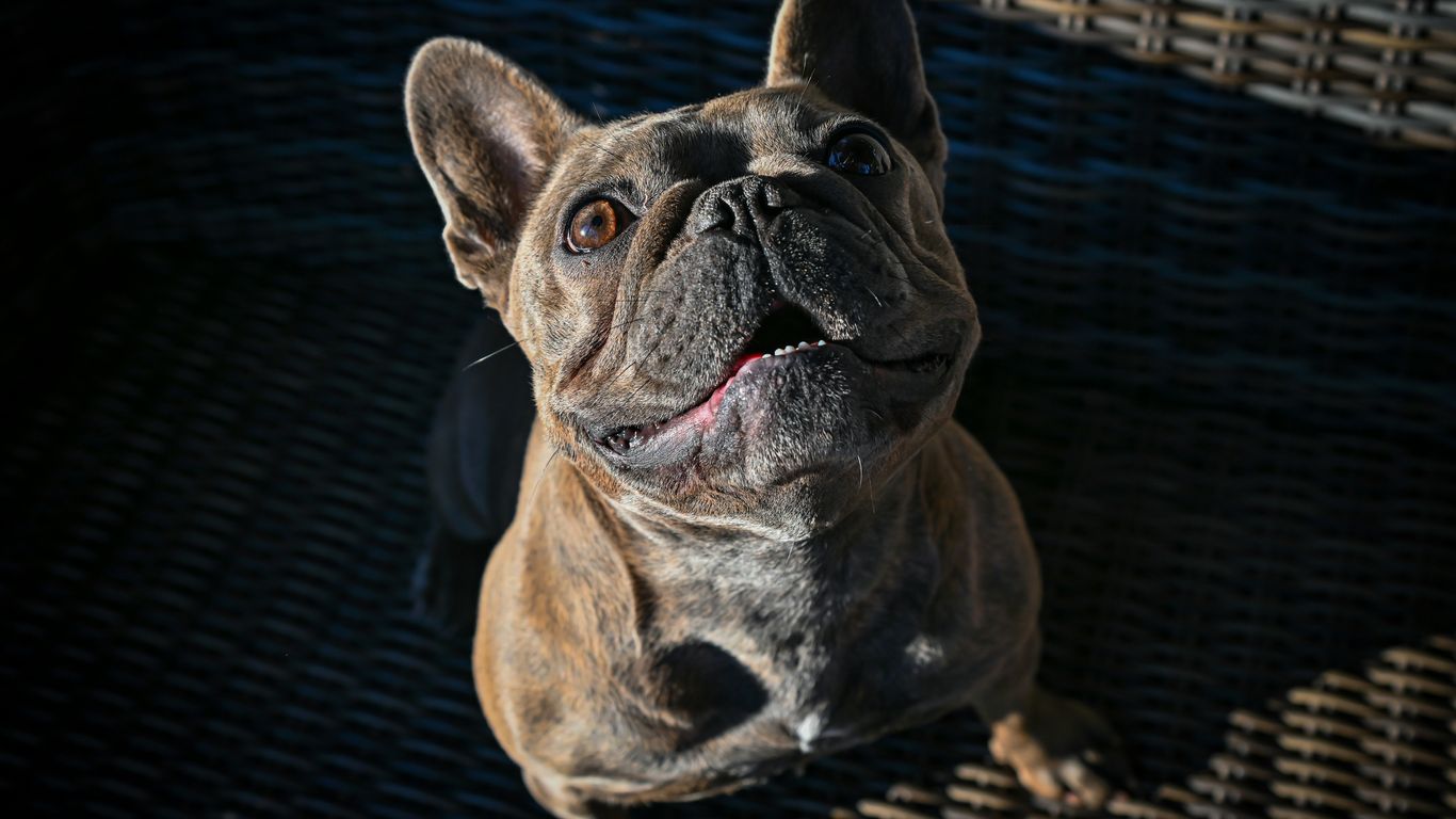 a brown dog sitting on top of a wooden floor