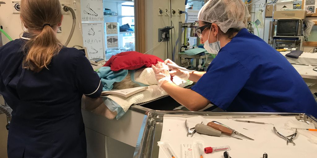 cat boarding facility with happy cats playing and relaxing