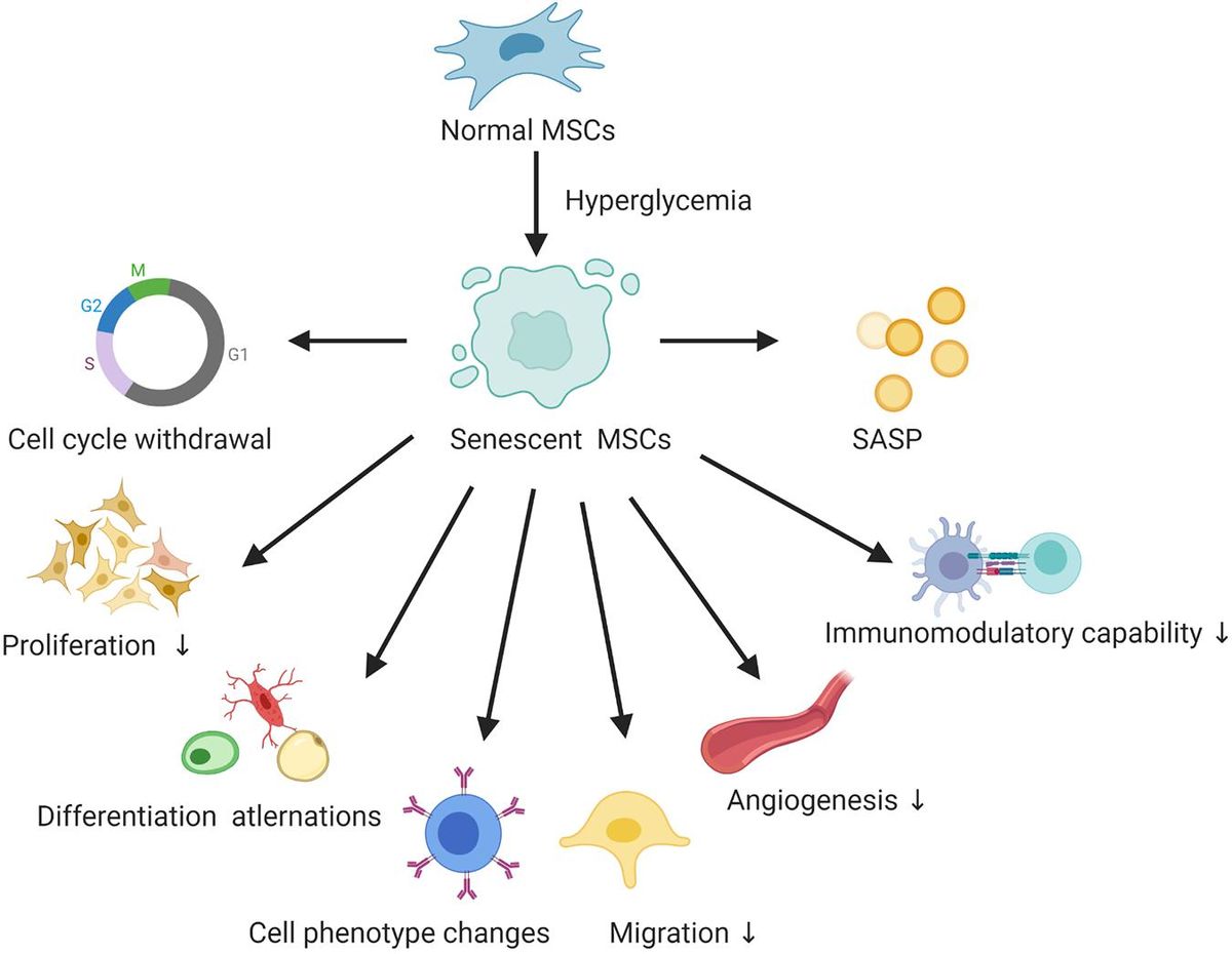 The Decline of NAD with Age and Its Consequences