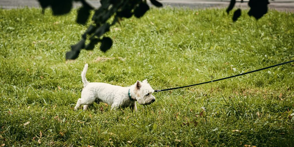 white long coat small dog with black leash on green grass field during daytime