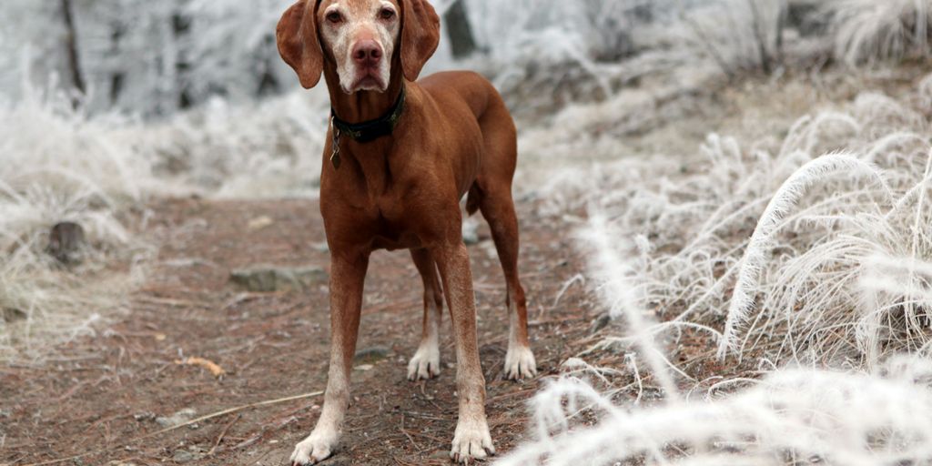 photo of short-coated brown dog surrounded by flowers