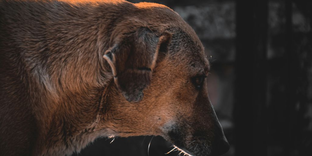 brown short coated dog looking at the camera