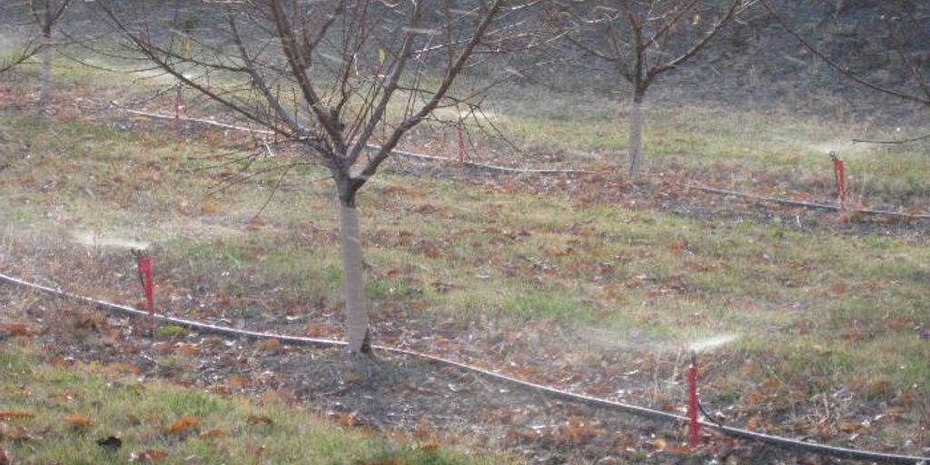 efficient irrigation techniques in water-wise gardening