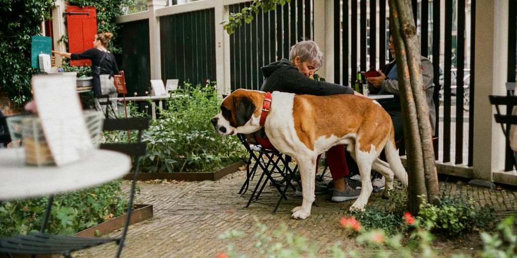 a man sitting at a table with a dog on his back
