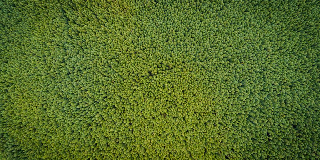aerial photography of green trees