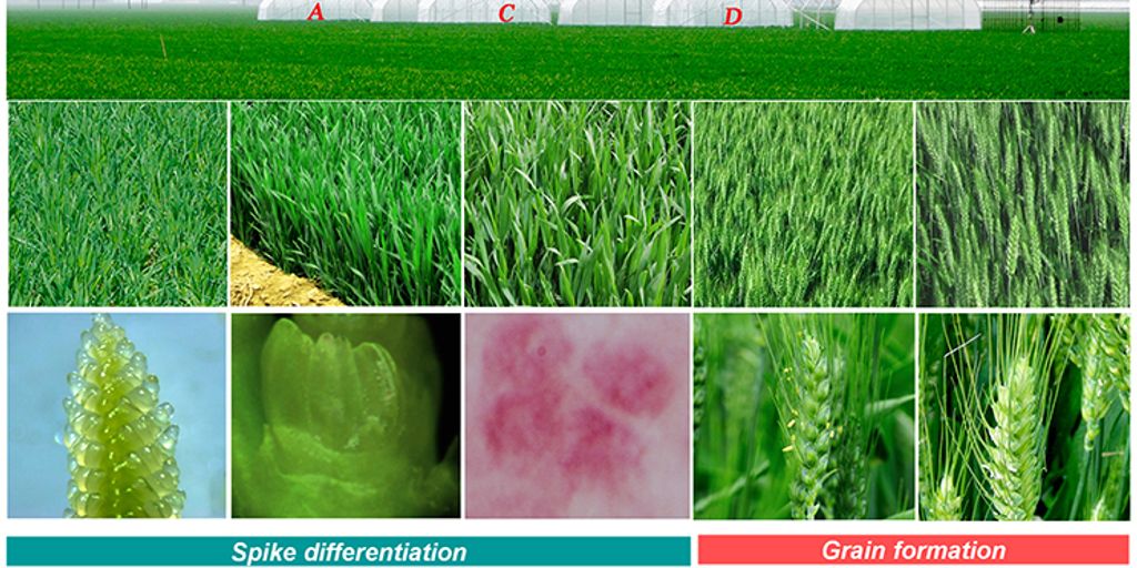 water-wise garden with drought-tolerant plants and efficient irrigation system