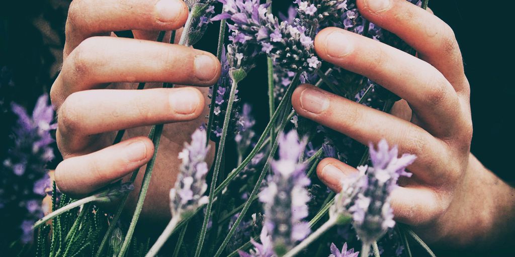 person touching purple petaled flowers