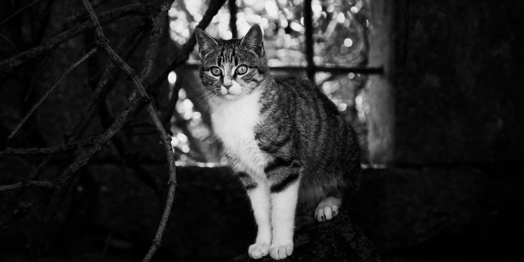 a cat standing on a rock in front of a window