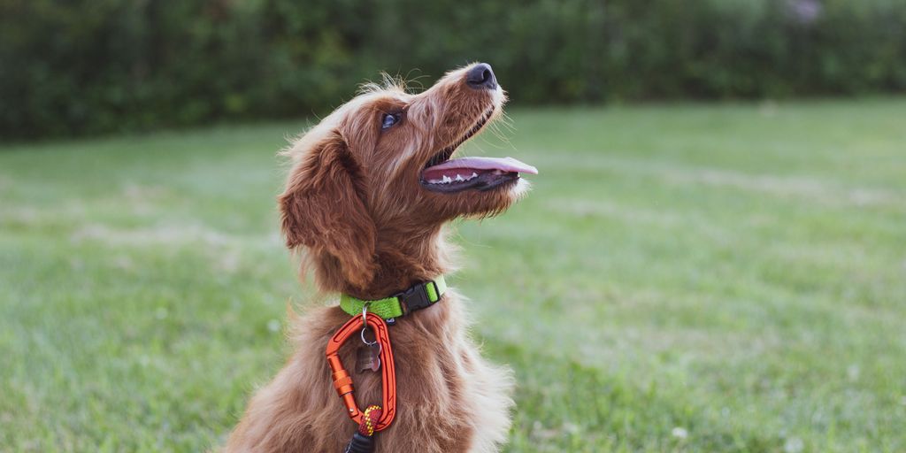 short-coated tan dog sits in green grass field during daytime