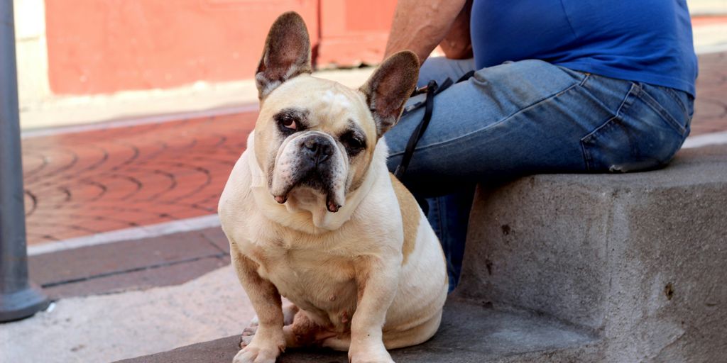 a dog sitting on a cement step next to a man