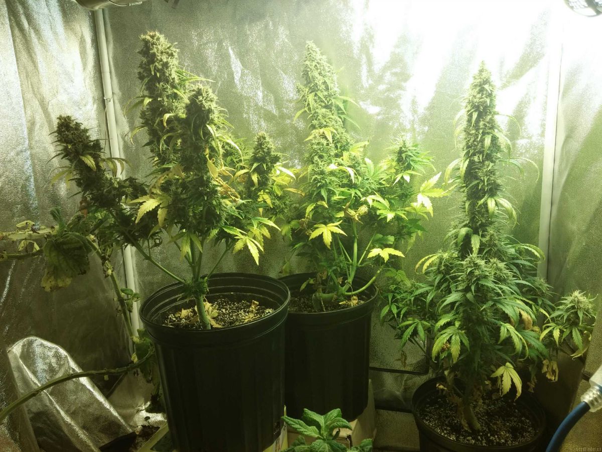 Rechtliche Aspekte beim Kauf von Cannabissamen