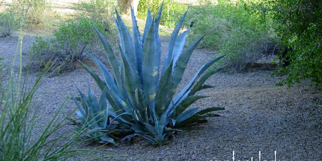 Agave americana cultivation and care