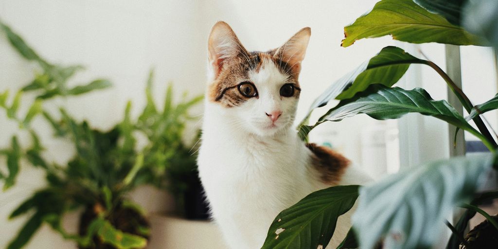 a cat sitting on a counter next to a potted plant